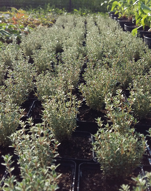 Thymus vulgaris `Silver Posie`